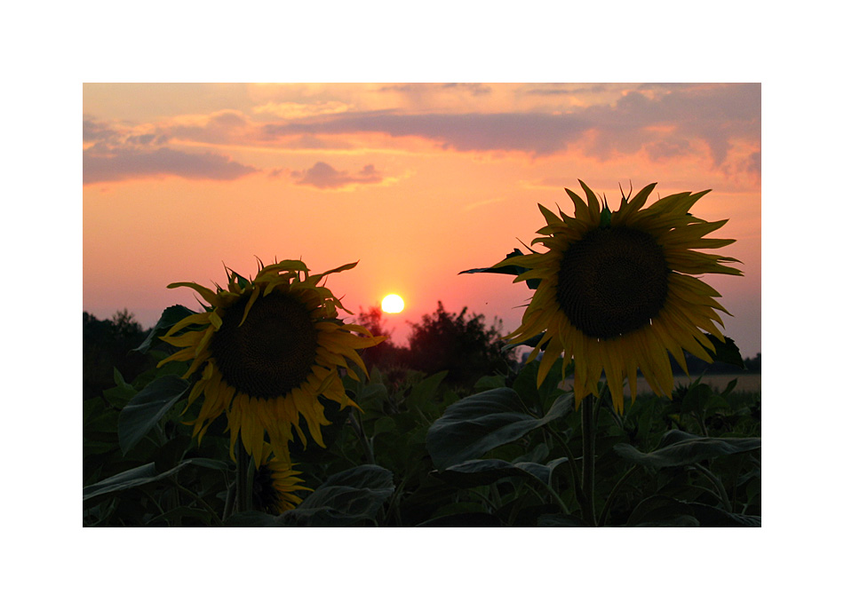 SoMMeRsOnNeNbLuMeNnÄcHtE