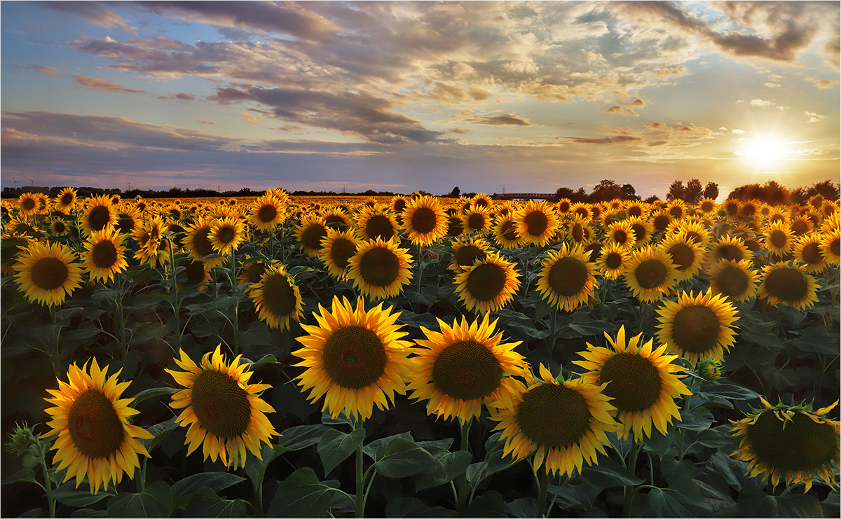 Sommersonnenblumensonnenuntergang