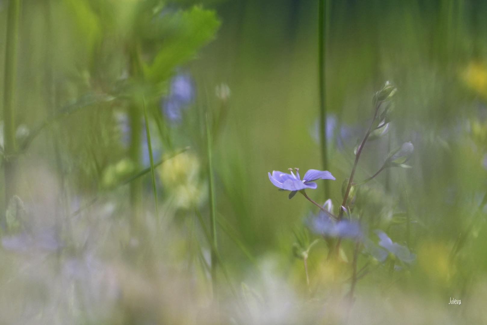 Sommersonnenblumenwiese