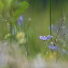 Sommersonnenblumenwiese