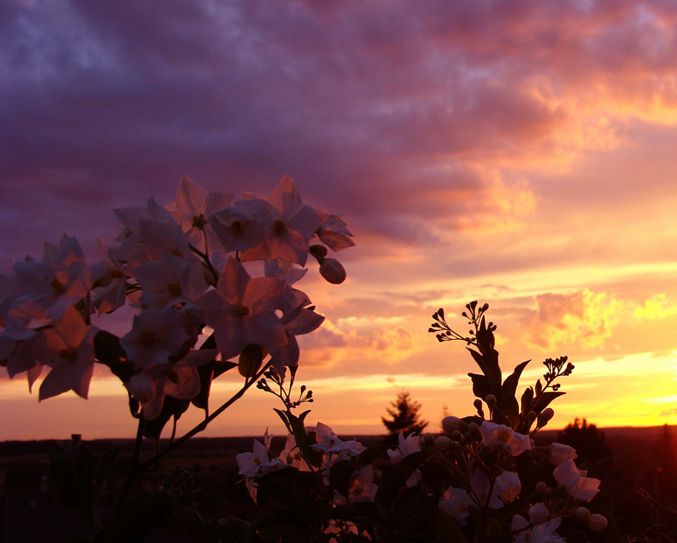 Sommersonnenuntergang-