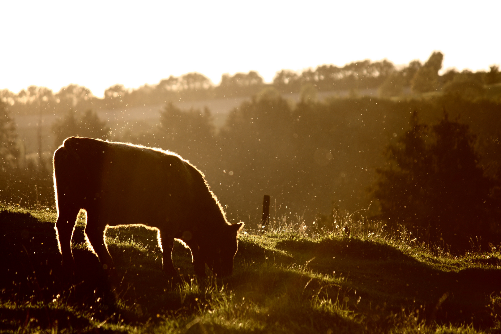 Sommersonnenuntergang...