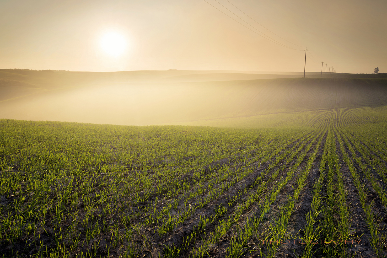 Sommersonnenuntergang über dem grünen Feld