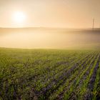 Sommersonnenuntergang über dem grünen Feld