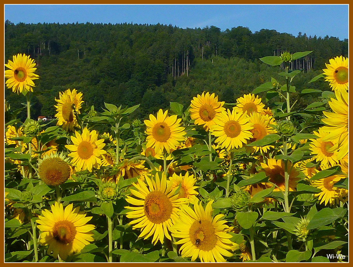 -Sommer...Sonne...Sonnenblumen-