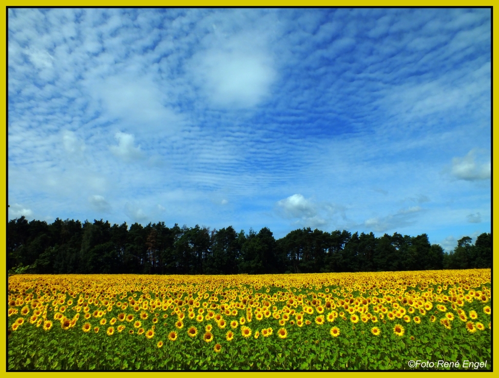 Sommer...Sonne....Sonnenblumenfeld