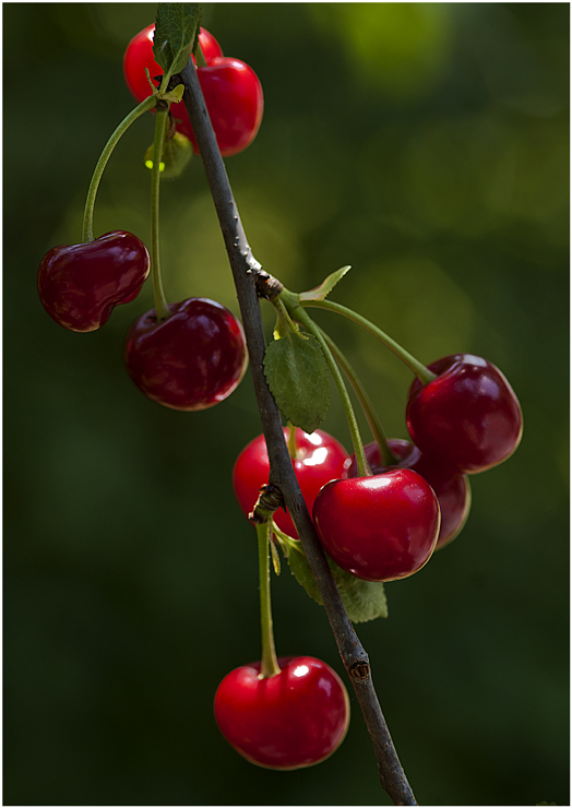 Sommer...Sonne...süße Früchte