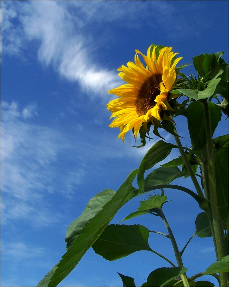 Sommer...Sonne...und... Foto & Bild jahreszeiten, sommer, natur