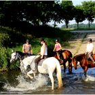 Sommerspaß für Reiter und Pferd