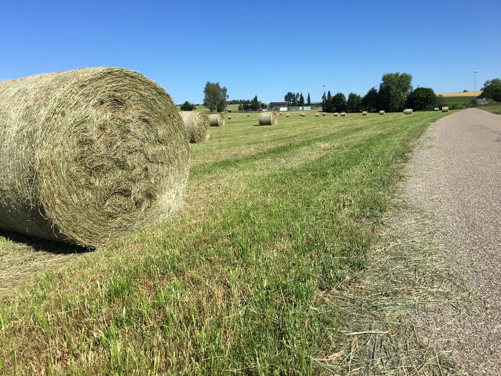 Sommerspaziergang 