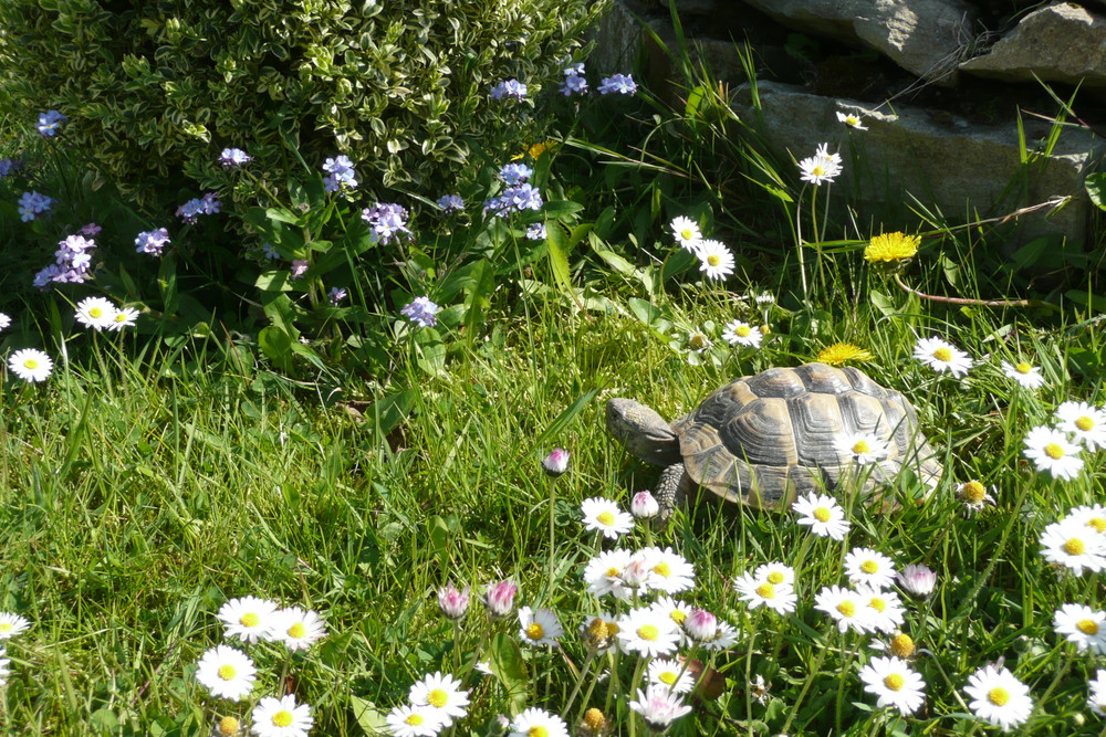 Sommerspaziergang