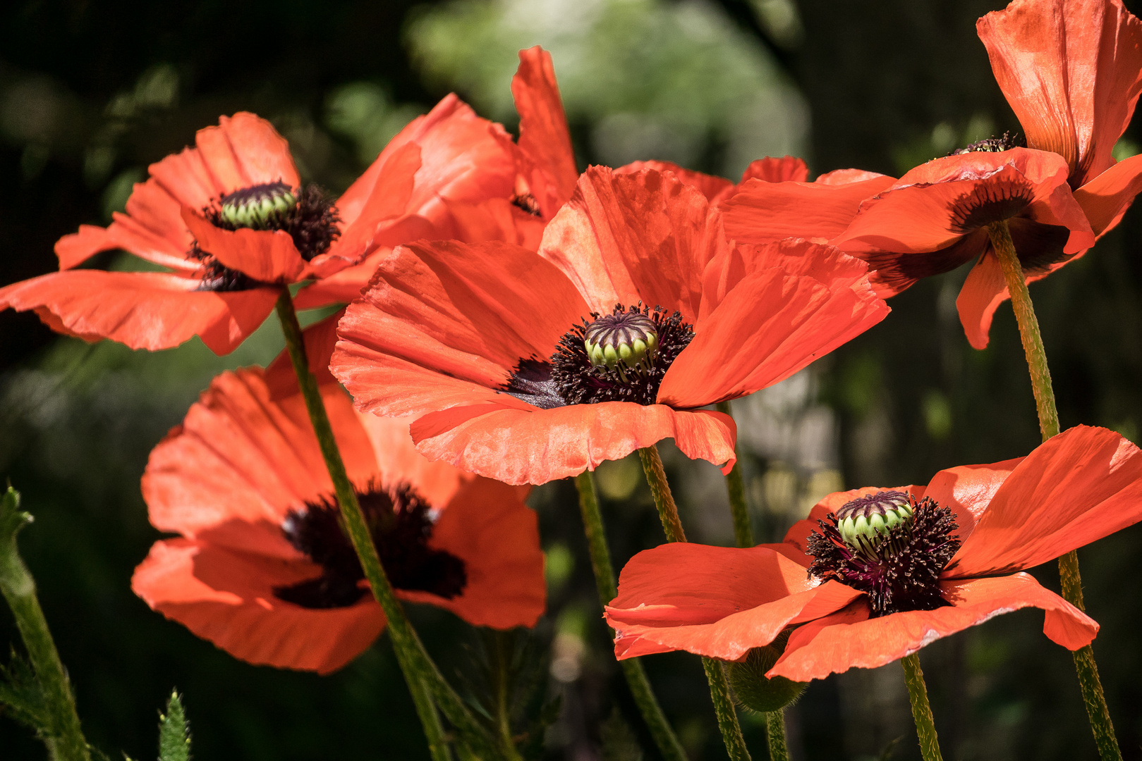 Sommerspaziergang