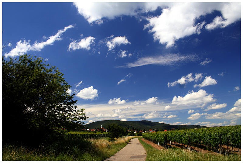 Sommerspaziergang durch die Weinberge