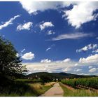 Sommerspaziergang durch die Weinberge