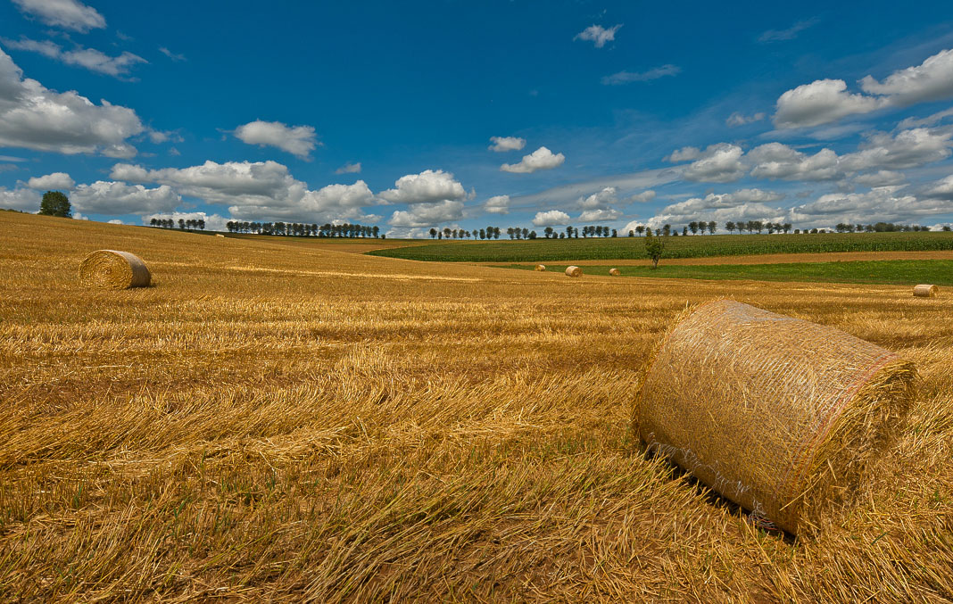 Sommerspaziergang IV