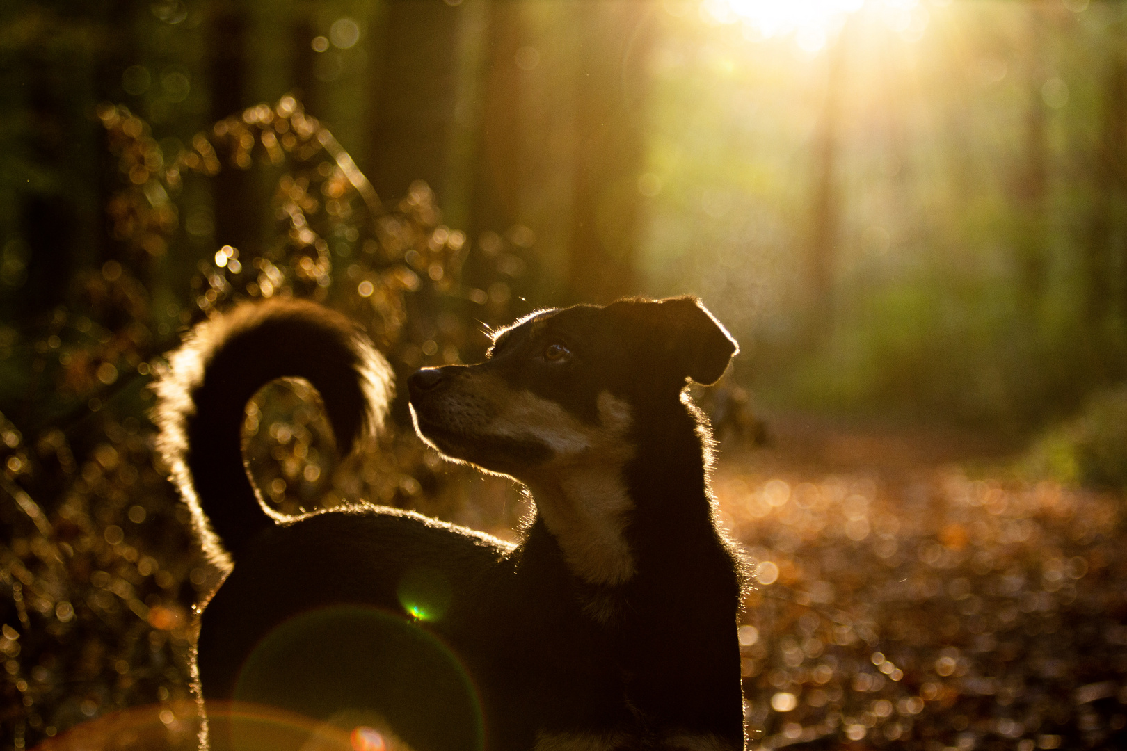 Sommerspaziergang mit Hund 