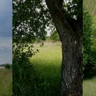 Sommerspaziergang zwischen Hof und Lembach