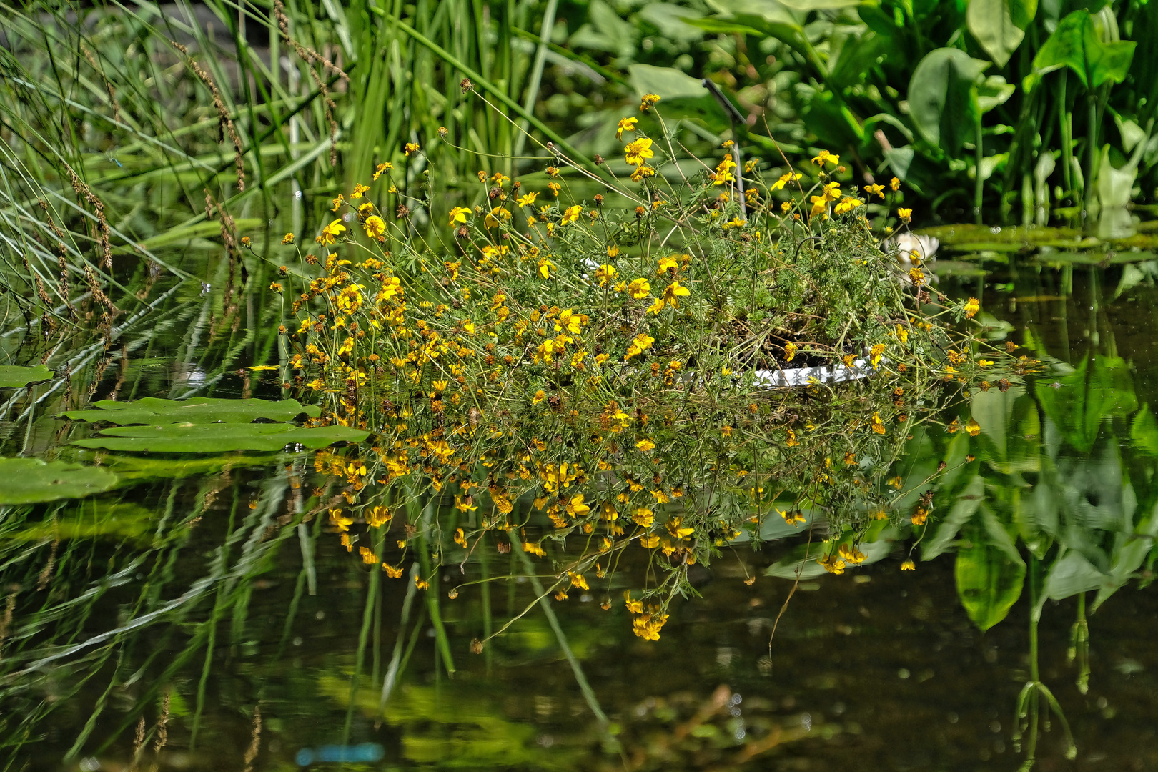 Sommerspiegelung 