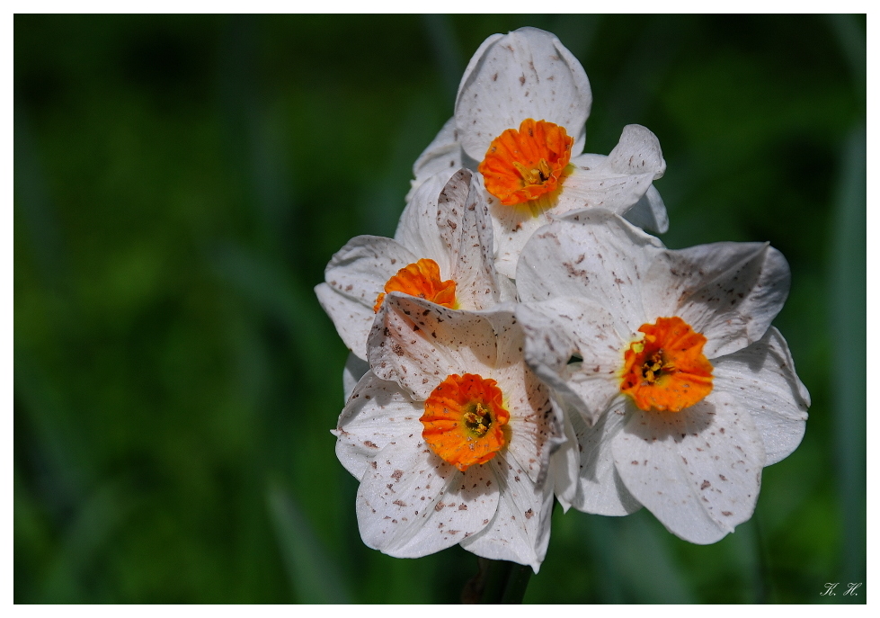 Sommersprossen