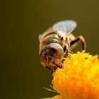 Sommersprossen auf den Augen?