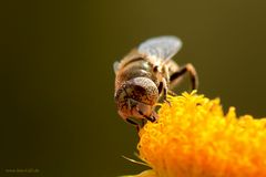 Sommersprossen auf den Augen?