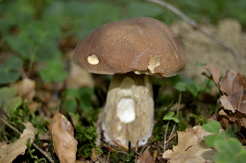 Sommersteinpilz 