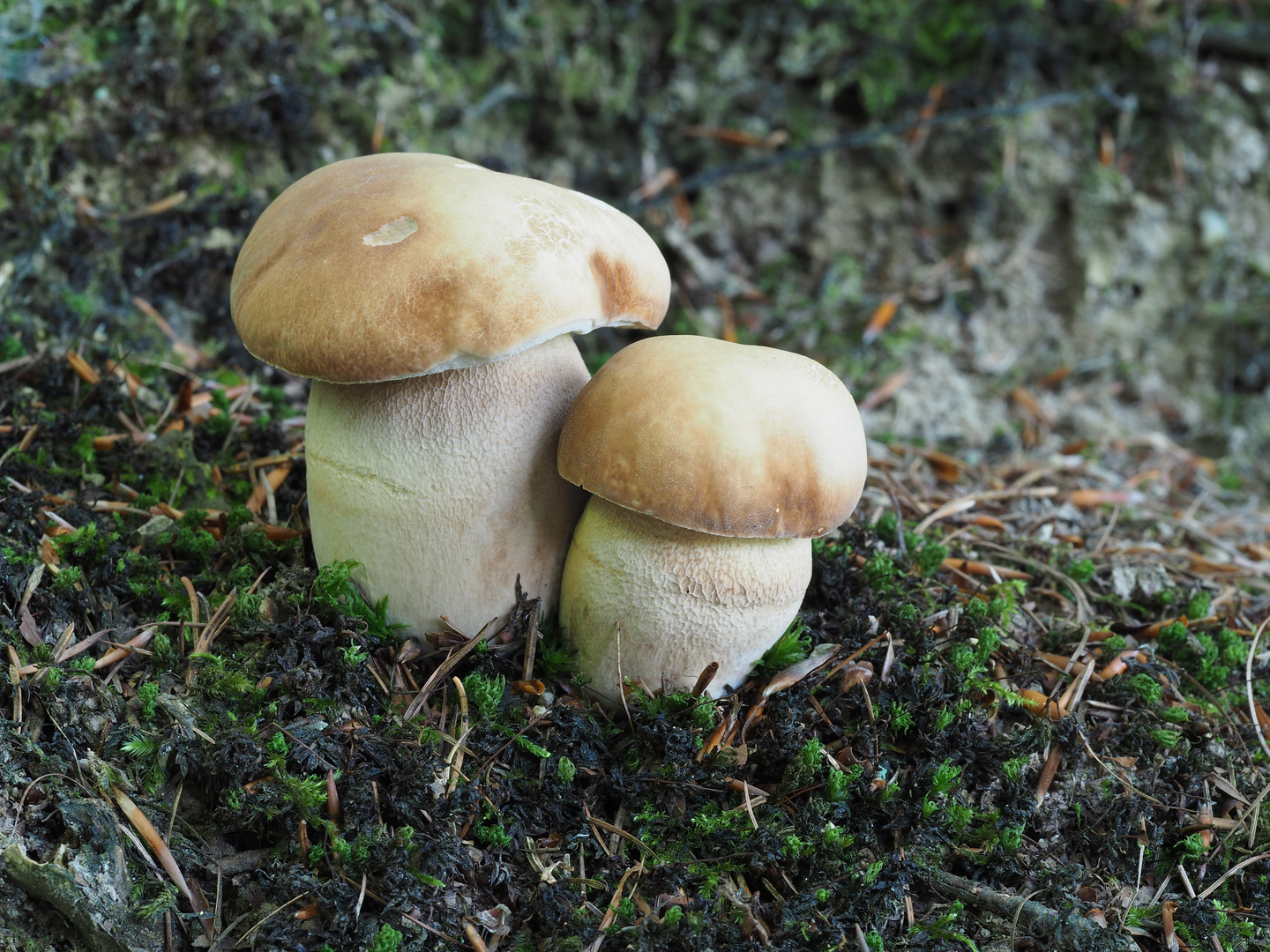 Sommersteinpilz (Boletus aestivalis)