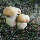 Sommersteinpilz (Boletus aestivalis)