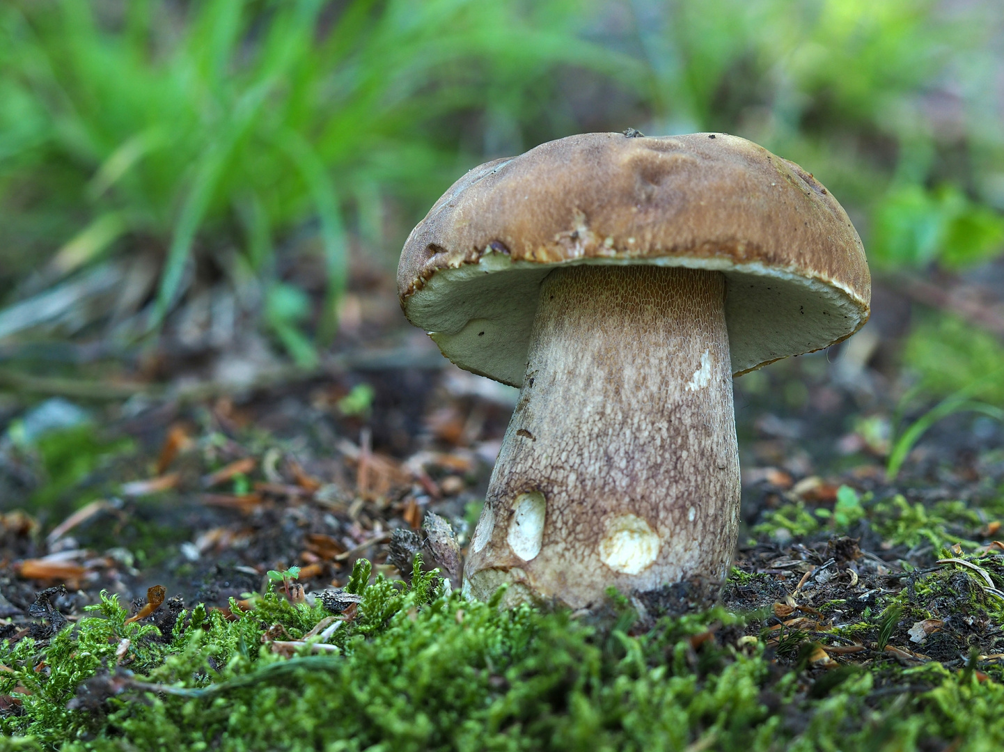 Sommersteinpilz (Boletus aestivalis) Foto & Bild | natur, pilz ...