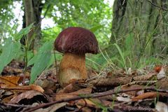 Sommersteinpilz (Boletus aestivalis)