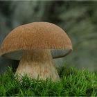 Sommersteinpilz (Boletus aestivalis)