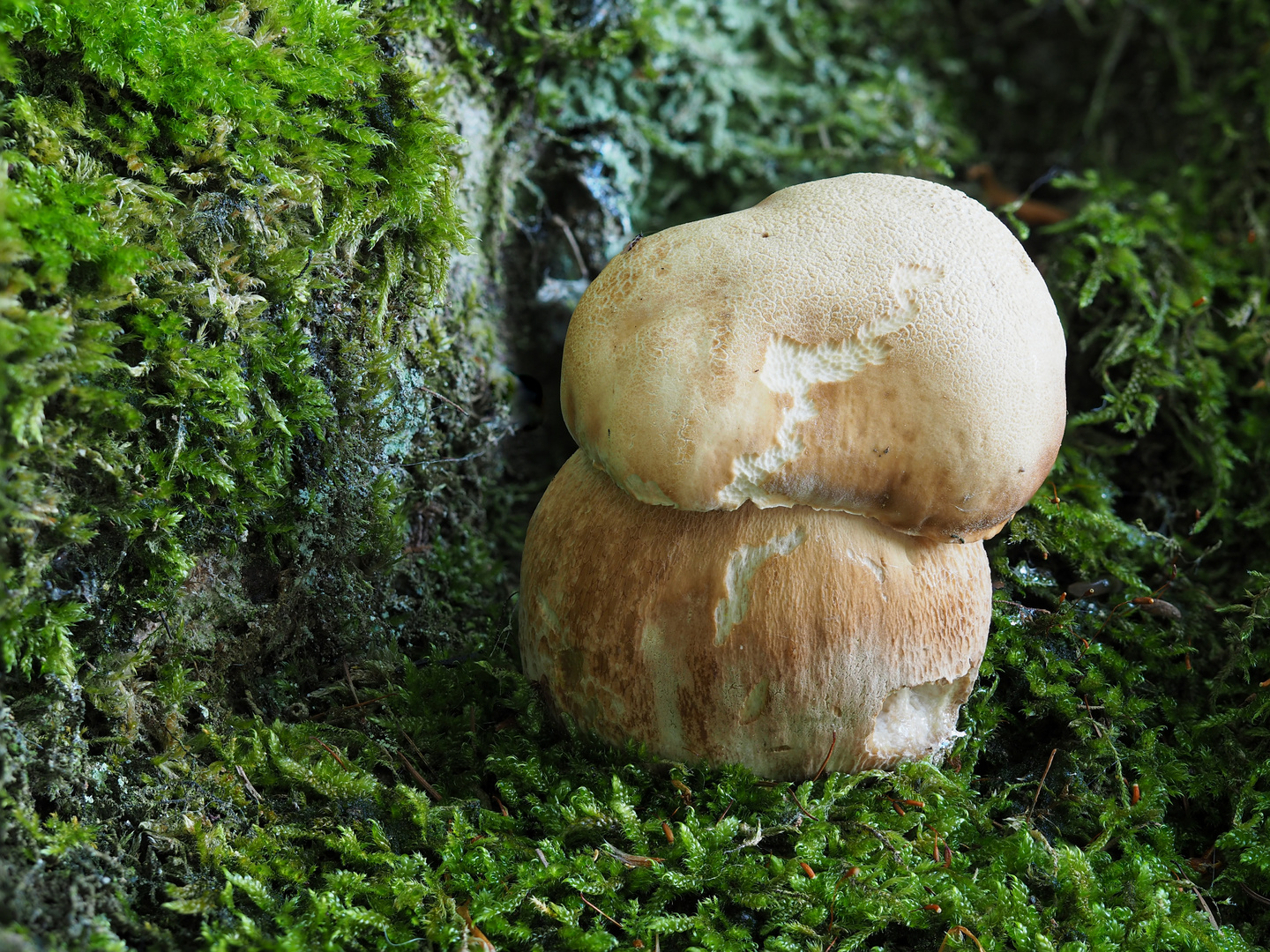 Sommersteinpilz - Boletus aestivalis