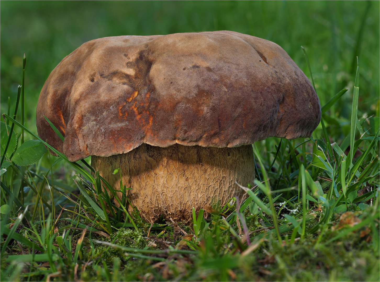 Sommersteinpilz....... Foto & Bild | makro, pilze, eichen Bilder auf ...