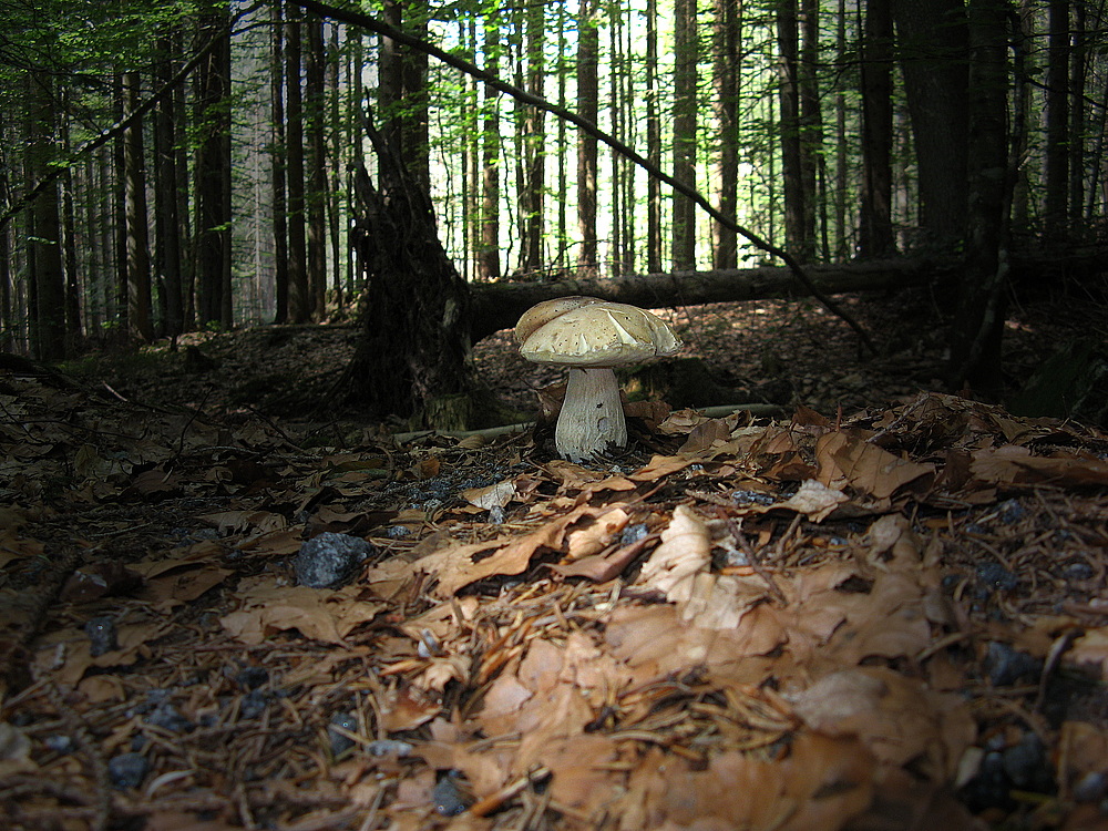 Sommersteinpilz