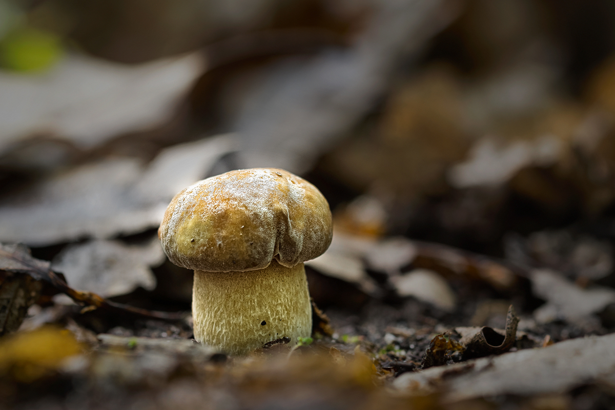 Sommersteinpilz