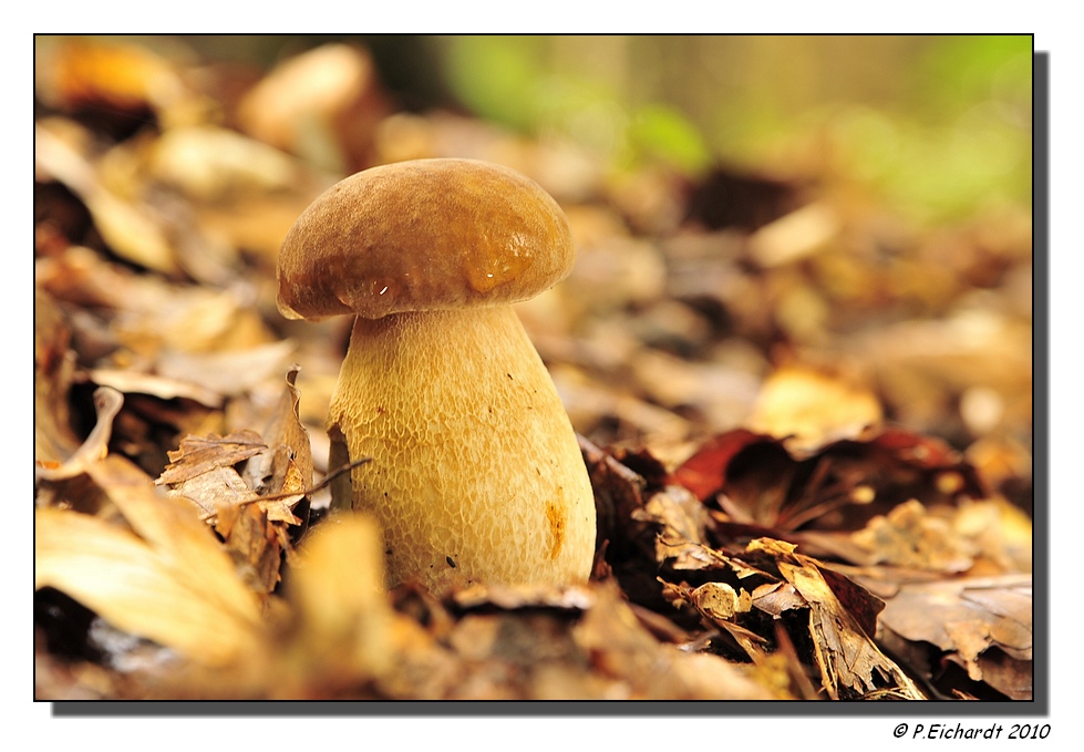 Sommersteinpilz (vorher fälschlich als "Fichtensteinpilz" bezeichnet)