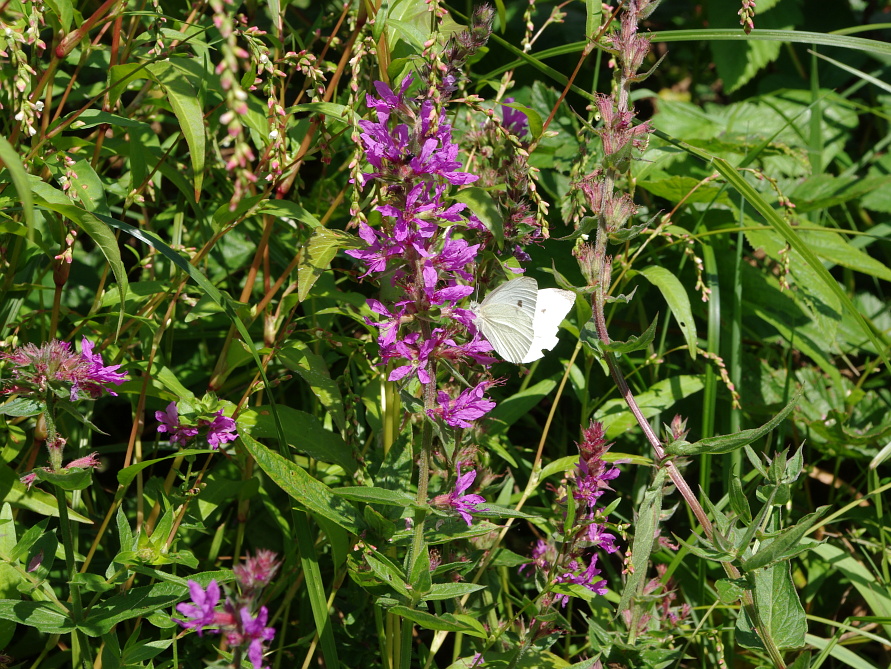 Sommerstimmung am Ufer