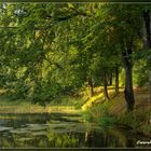 Sommerstimmung am Waldsee