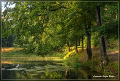 Sommerstimmung am Waldsee