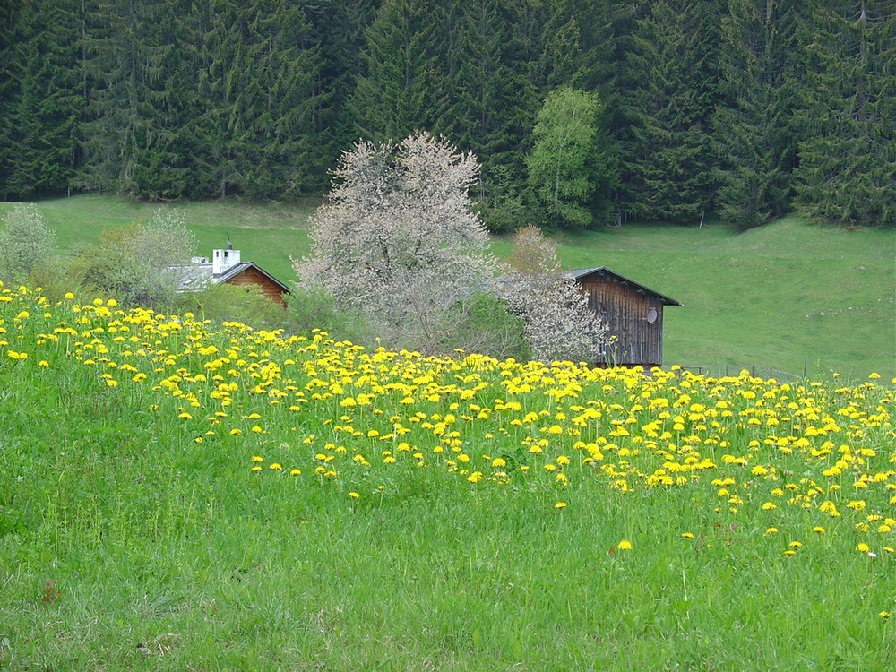 Sommerstimmung bei Flims (Schweiz)