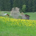 Sommerstimmung bei Flims (Schweiz)