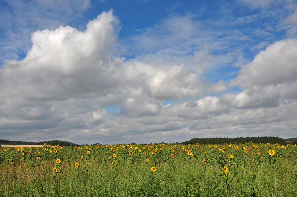 Sommerstimmung...