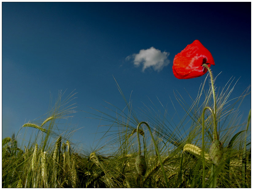 Sommerstimmung mit Mohn...