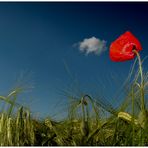 Sommerstimmung mit Mohn...