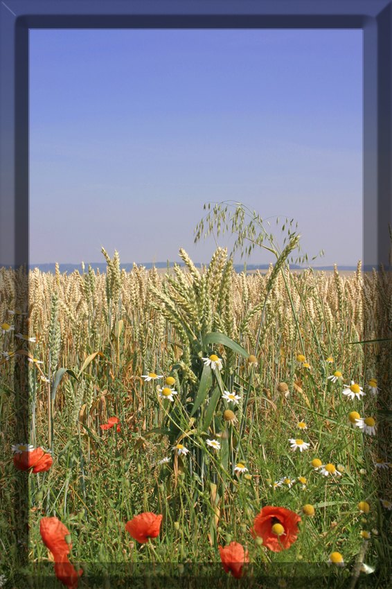 Sommerstrauß von Irina Diegmann