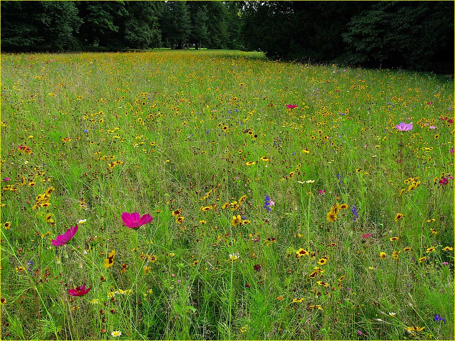 Sommerstreublumen