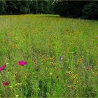 Sommerstreublumen