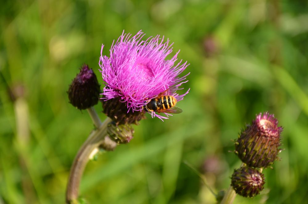 Sommersummen von Pilotenschreck 