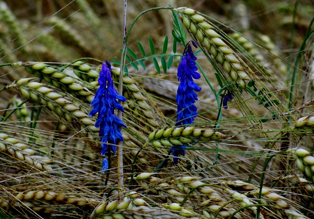 Sommersymbole .....