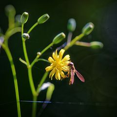 Sommerszene